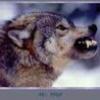 wolfman13