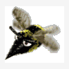 mrxbis